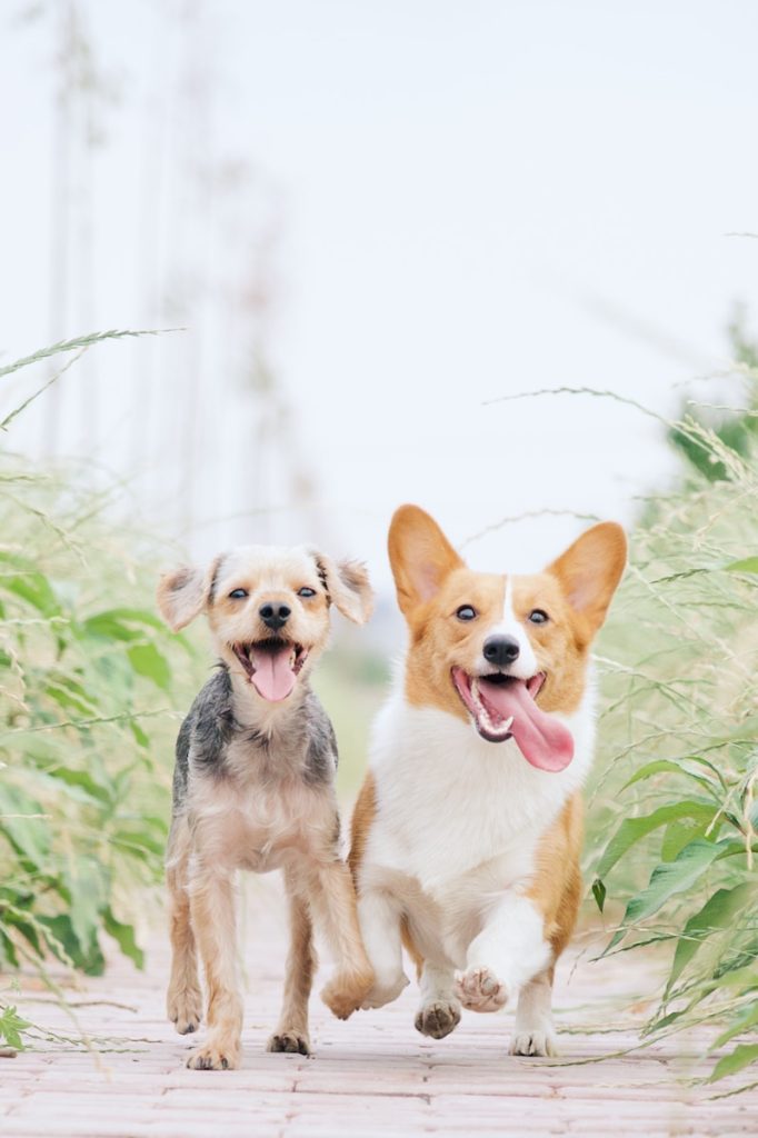 How Pet Fair Asia and China Pet Expo Are Shaping the Pet Industry white and brown corgi besides brown dog