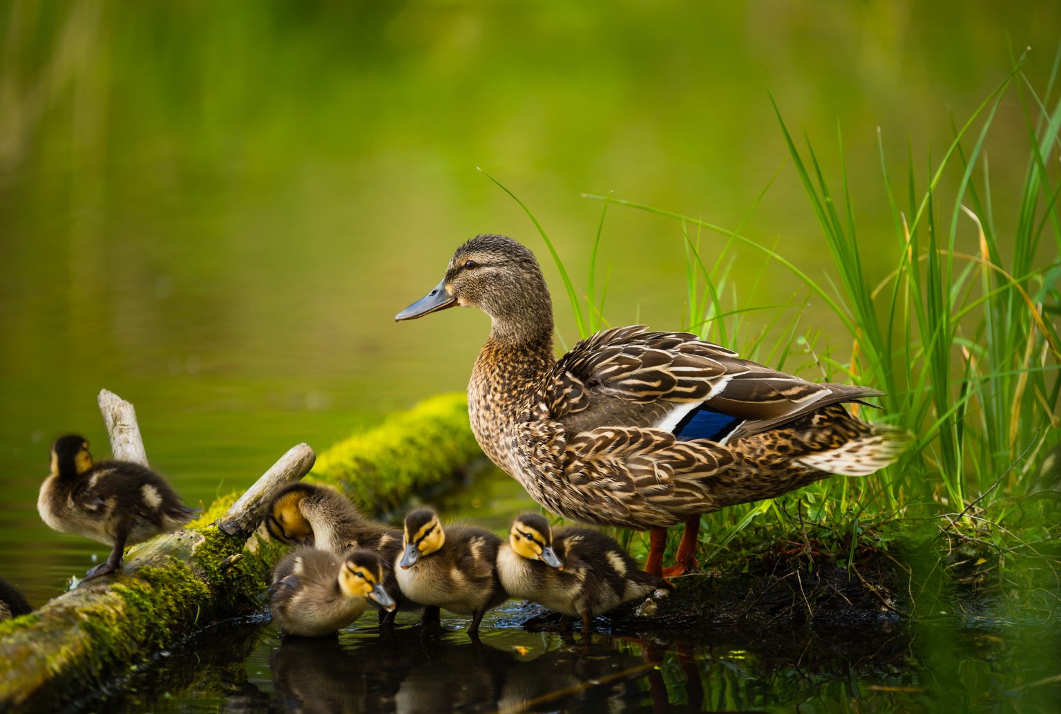 PRB Academy Introduces Nature-Focused Banking Course