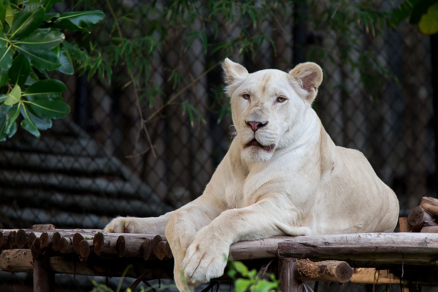 Wildlife Flourishes in Futian’s Improved Ecosystem