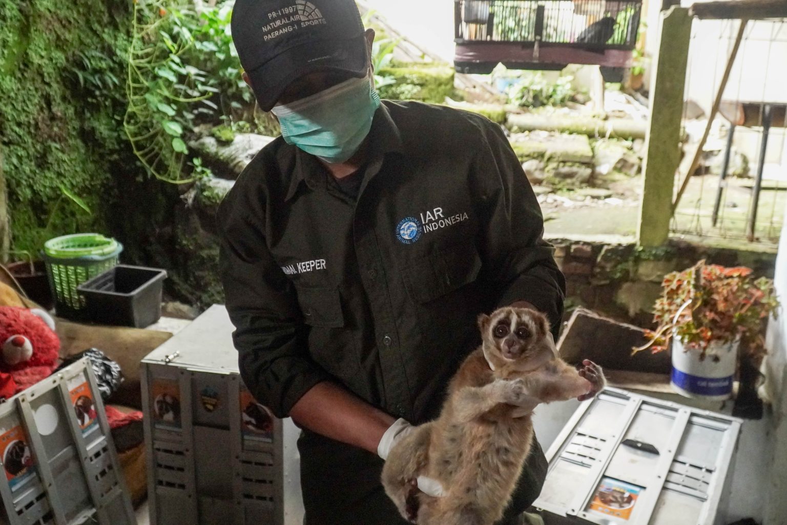 International Rescue Success: Saving the Slow Loris