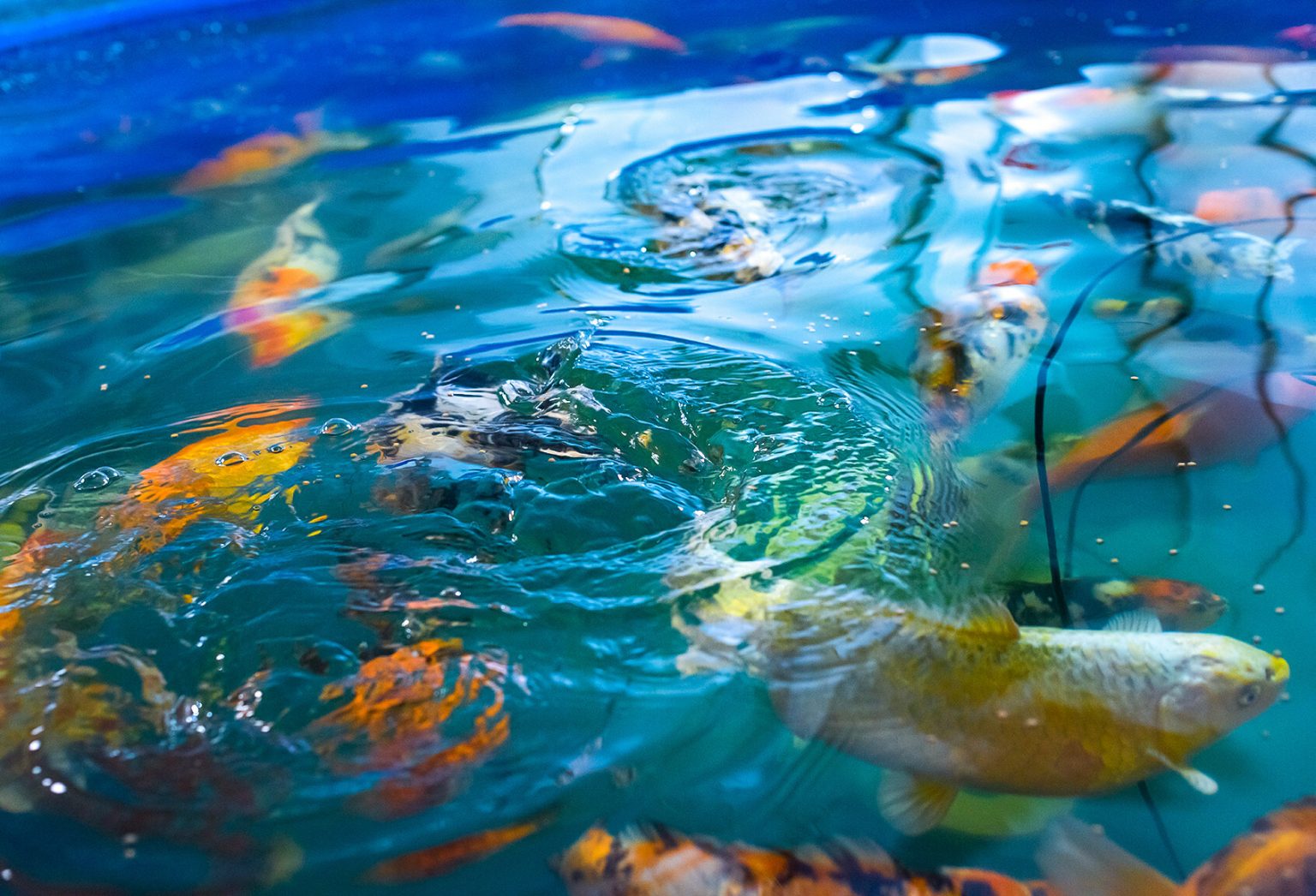 Cannaray and Aqualitas Merge to Lead Organic Cannabis Market