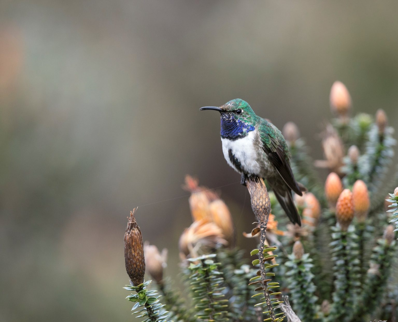 A Million Reasons to Save a Hummingbird: $1 Million to the Rescue