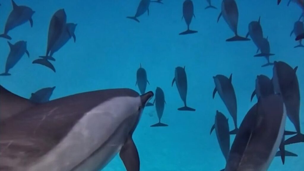 Stunning Footage Captures Freediver Swimming with Large Pod of Dolphins