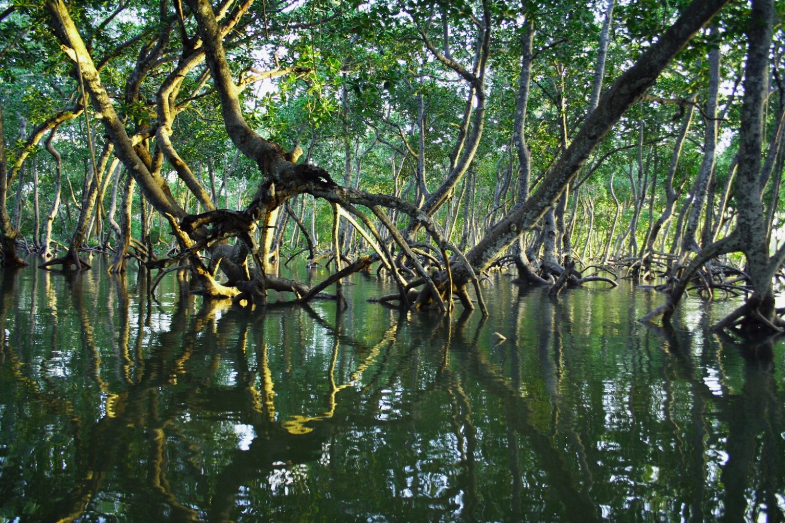 The Urgent Call to Protect Mangrove Ecosystems